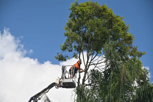 Best Arborist Consultation Services  in Toppers, OK