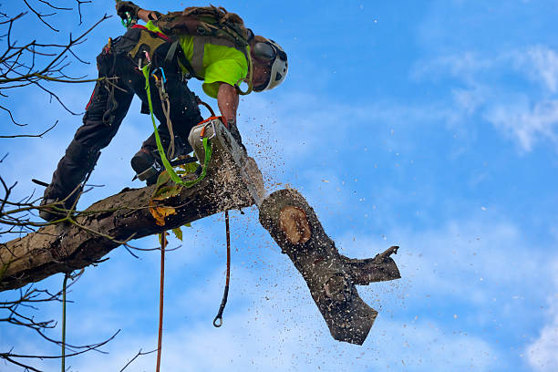 Best Seasonal Cleanup (Spring/Fall)  in Toppers, OK