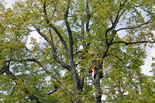 Best Tree Removal  in Toppers, OK